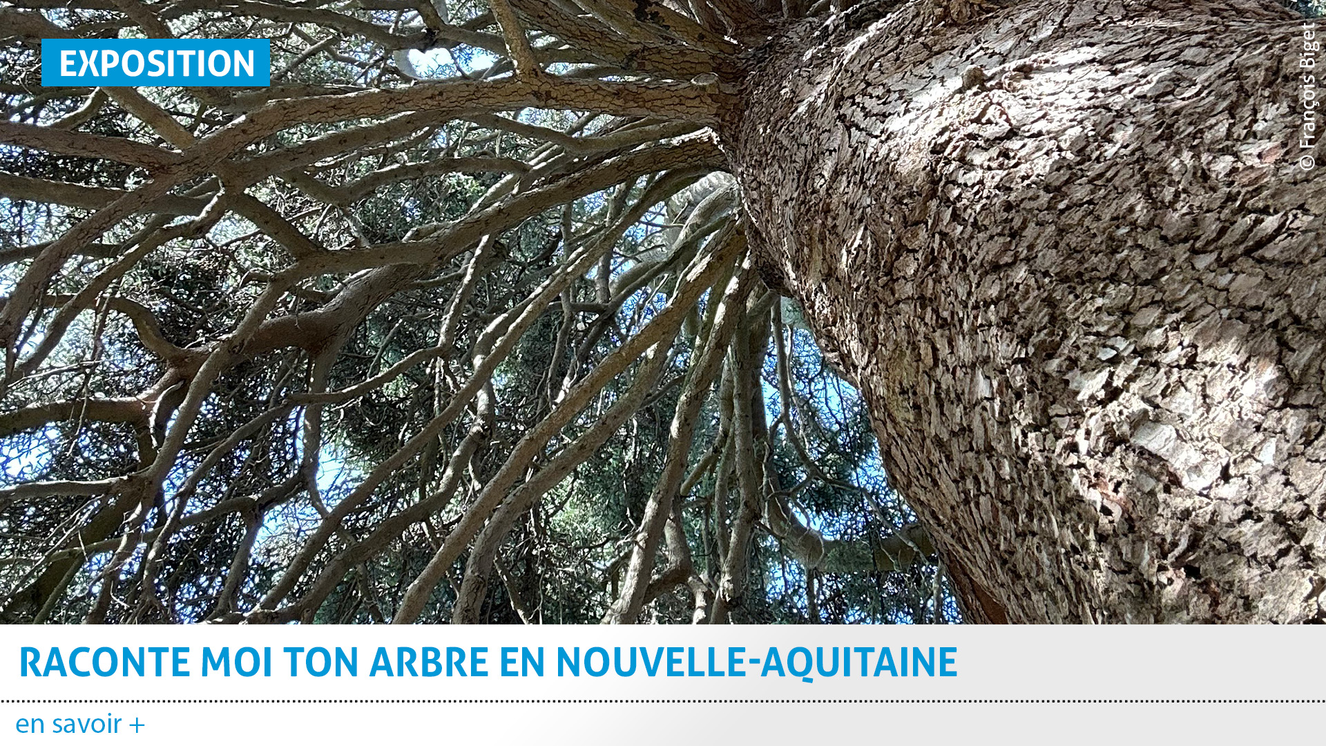 vignette expo raconte moi ton arbre